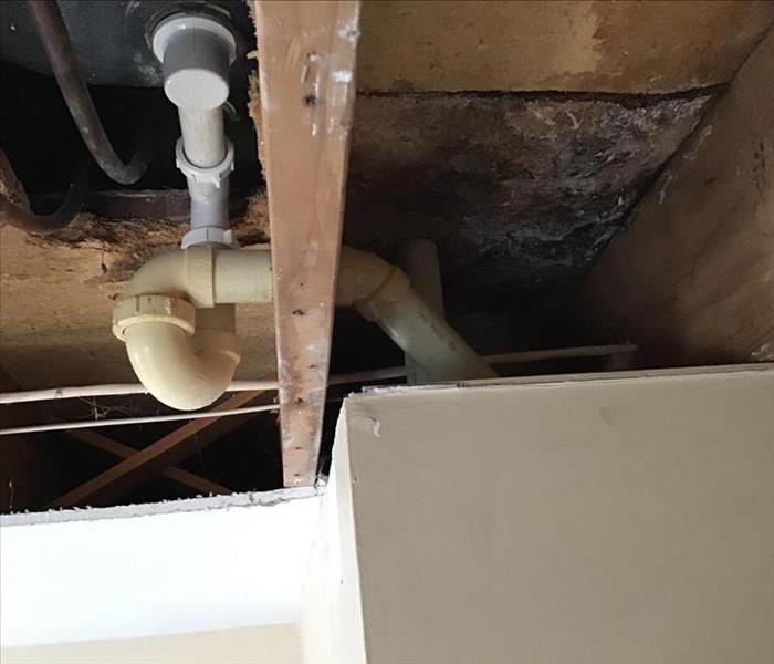 Mold in kitchen under sink