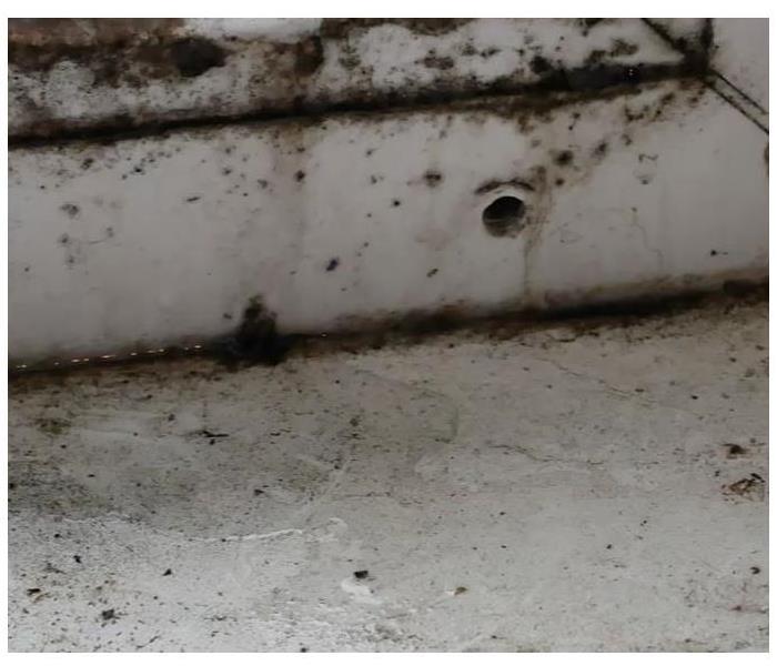 Wet windowsill covered in mold