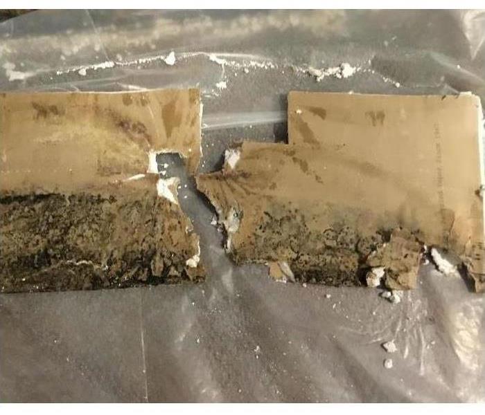Mold on sheetrock found in Ellendale home