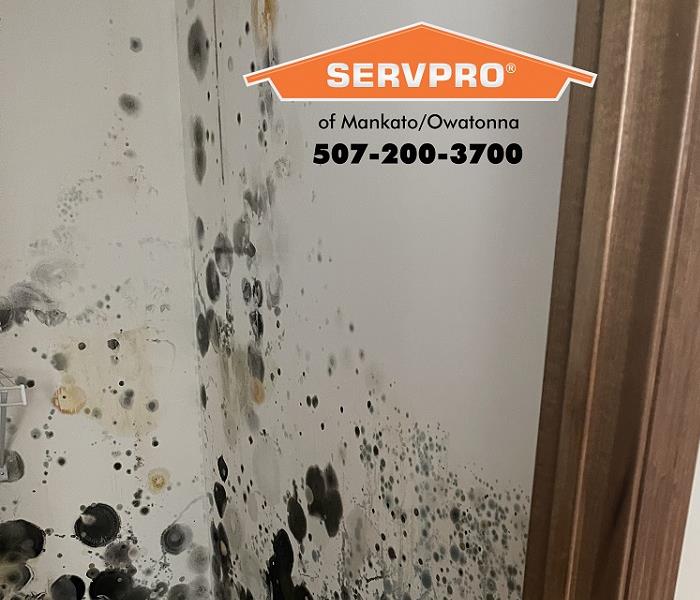 Call the Mankato/Owatonna team for mold remediation